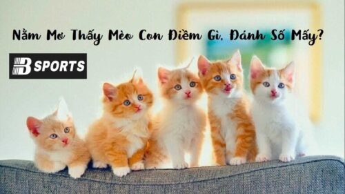 Giải mã giấc mơ thấy mèo con Giải mã giấc mơ thấy mèo con