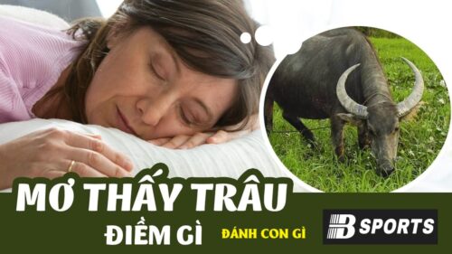 Mơ thấy trâu đánh con gì? Mơ thấy trâu đánh con gì?