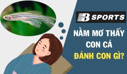 Nằm mơ thấy cá đánh con gì dễ trúng ở Bsports? Nằm mơ thấy cá đánh con gì dễ trúng ở Bsports?