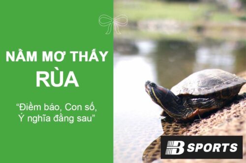 Giấc mơ thấy rùa có phải là điều tốt? Giấc mơ thấy rùa có phải là điều tốt?